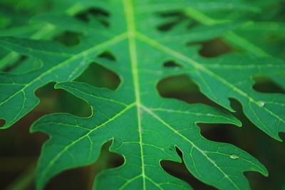 Full frame shot of leaves