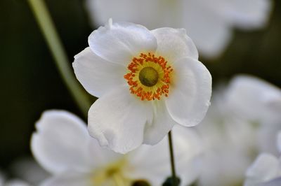 Close-up of white flowering plant