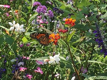 High angle view of butterfly on flowers