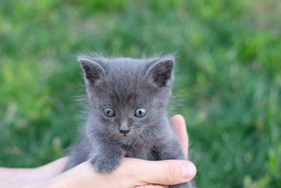 Gray kitten one month old in hands. cat and green lawn outside. copy space