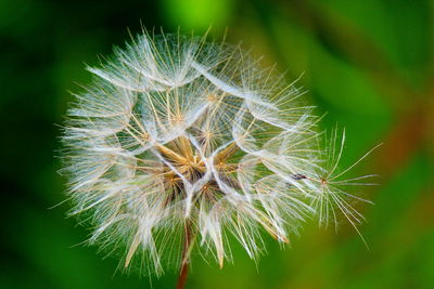 Close-up of dandelion