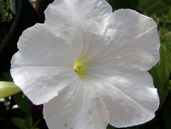 Close-up of white flower blooming outdoors