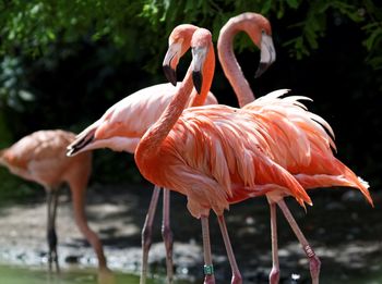 Greater flamingos at zoo