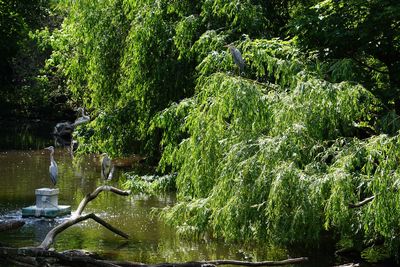 Scenic view of lake in forest