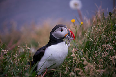 Puffin perching on field