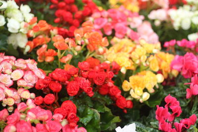 Close-up of pink flowering plants