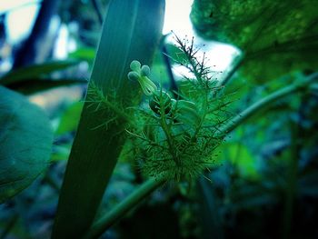 Close-up low angle view of plant