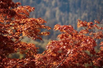 Low angle view of autumnal tree against forest