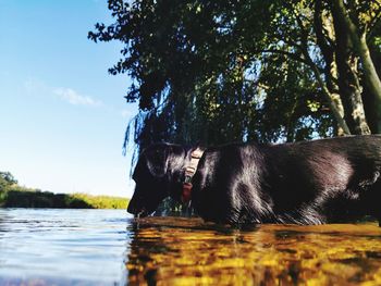 View of dog on lake