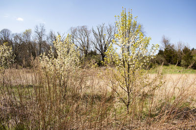 Plants on field against clear sky