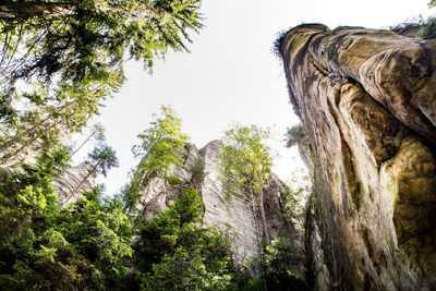 Low angle view of rock formation amidst trees against sky