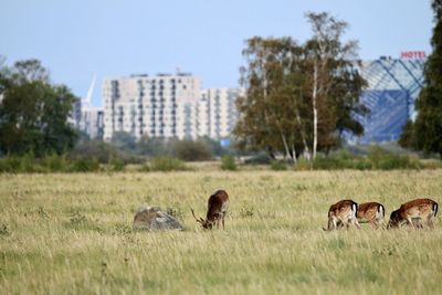 Deer grazing kalvebod fælled. copenhagen building in the background.