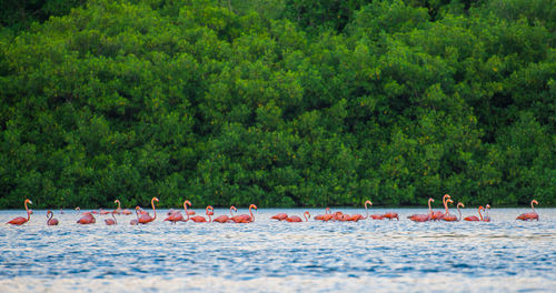 Flock of flamingos in swamp hunting 