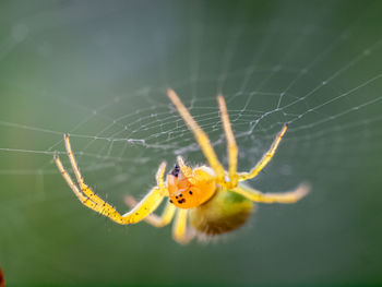 Close-up of spider on web