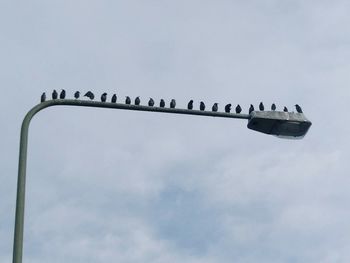 Low angle view of birds perching on pole against sky