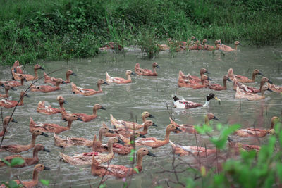 Flock of birds in lake