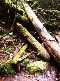 Close-up of wooden log in forest