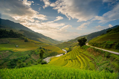 Scenic view of rice field against sky