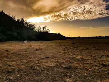 Scenic view of field against sky during sunset