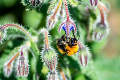 Close-up of bee pollinating on flower