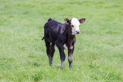 Horse standing on grassy field