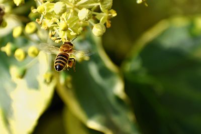 Close-up of bee pollinating on flower