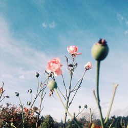 Close-up of pink flowering plant against sky