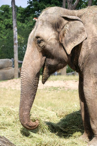 Close-up of elephant