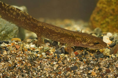 Detailed closeup of a  territorial larvae of the coastal giant salamander, dicamptodon tenebrosus