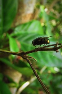Close-up of bird perching on leaf