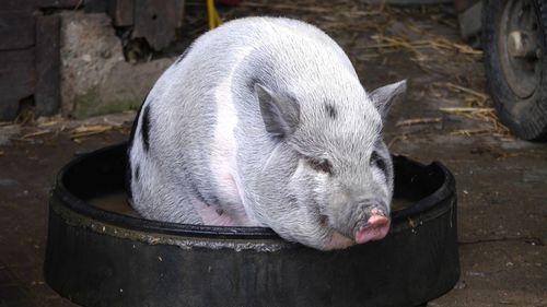 High angle view of an animal