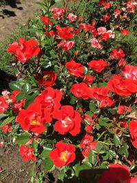 Red flowers blooming outdoors