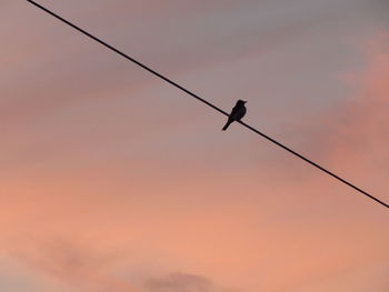 Low angle view of silhouette bird perching on cable against sky