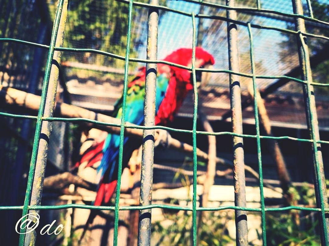 vertebrate, multi colored, parrot, focus on foreground, bird, no people, animal themes, animal, day, macaw, metal, animal wildlife, group of animals, animals in the wild, perching, close-up, nature, outdoors, scarlet macaw, red