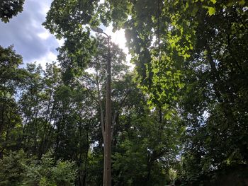 Low angle view of trees in forest against sky