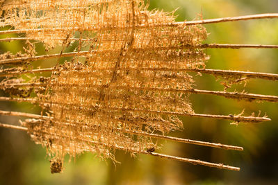 Close-up of caterpillar on tree