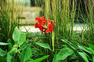 Close-up of red flowers blooming in field