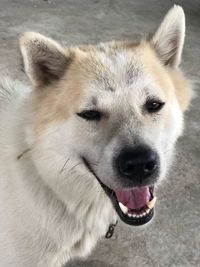 Close-up portrait of dog