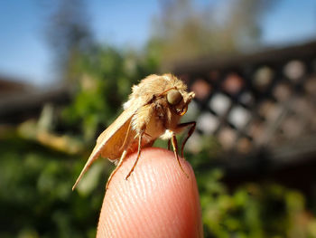 Close-up of hand holding insect