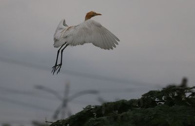 Low angle view of eagle flying against the sky