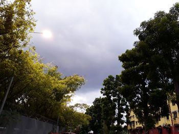 Low angle view of trees against sky