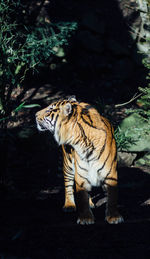 Tiger standing on field