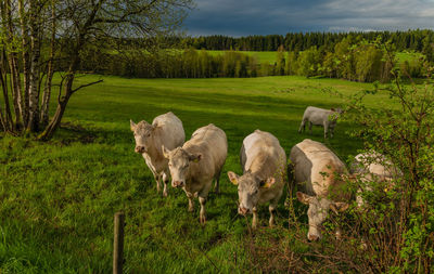 View of sheep on field