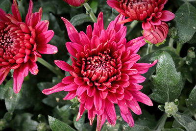 Close-up of pink flowers