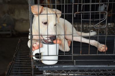 Close-up of a horse in cage