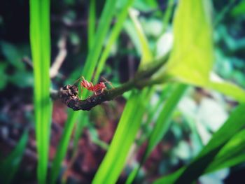 Close-up of insect on plant