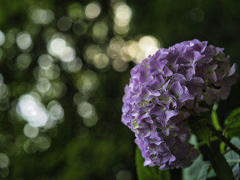 Close-up of purple flowering plant