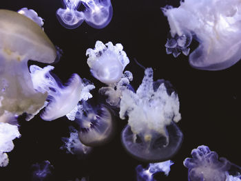 Close-up of jellyfish in sea