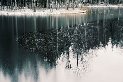 Reflection of bare trees in lake