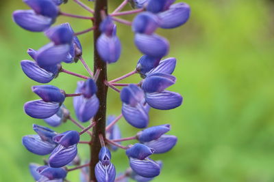 Close-up of purple flowering plants